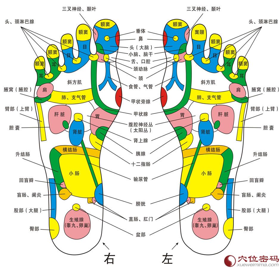 脚底反射区示意图