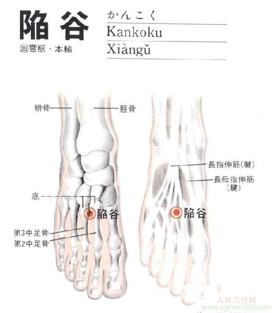 陷谷穴：胃经(图文)