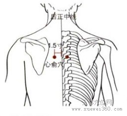 心俞穴：膀胱经(图文)